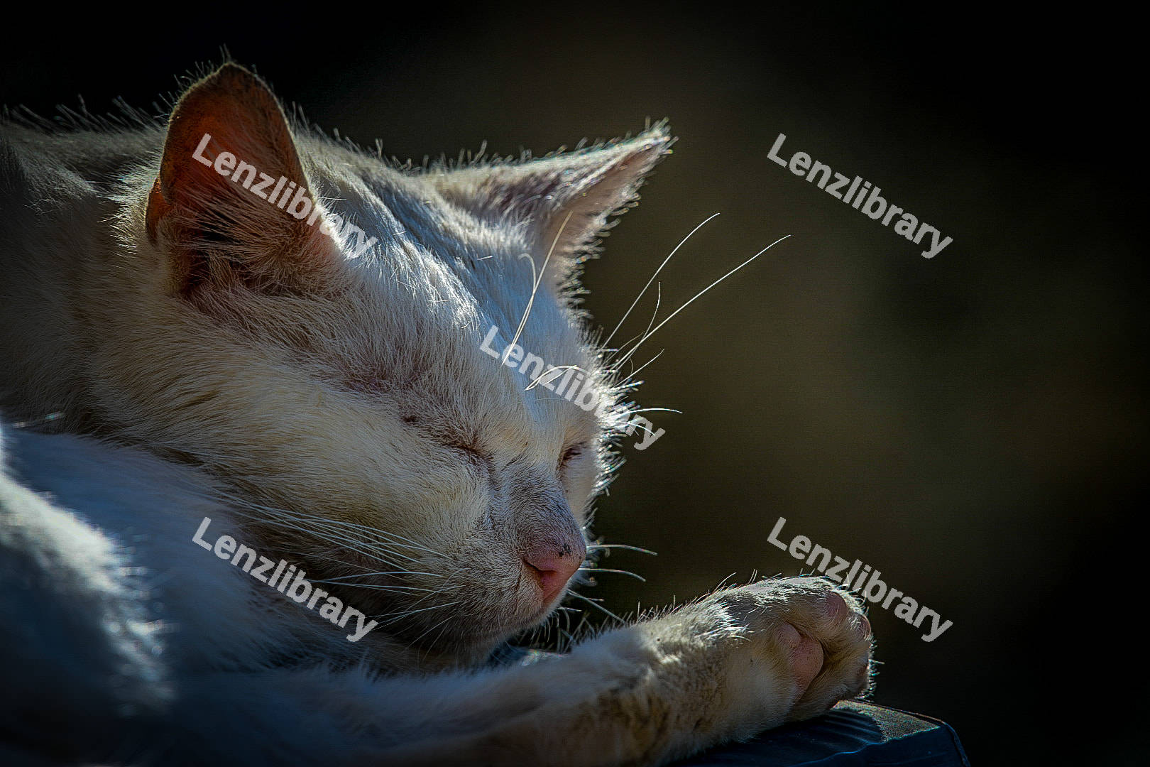 Kitten sleeping